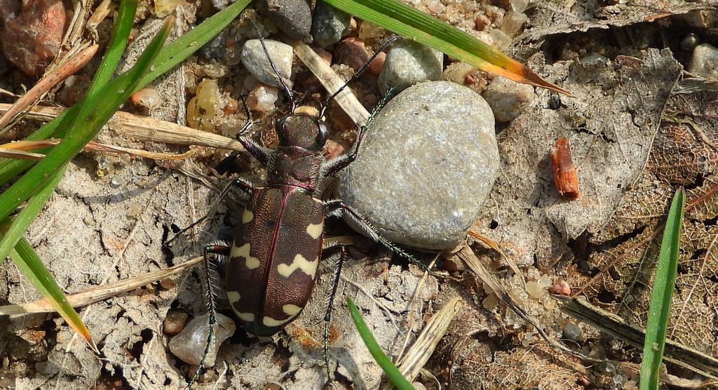 Trzyszcz piaskowy, trzyszcz piaskowiec (Cicindela hybrida)