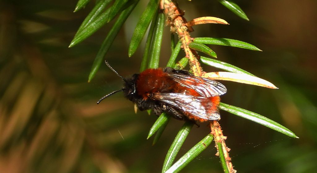 Pszczolinka ruda (Andrena fulva)