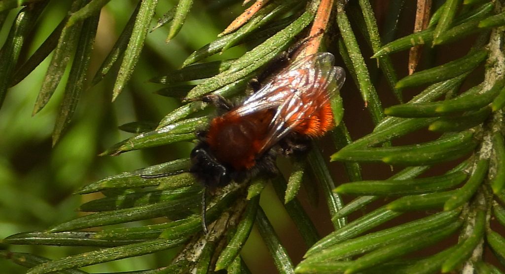 Pszczolinka ruda (Andrena fulva)