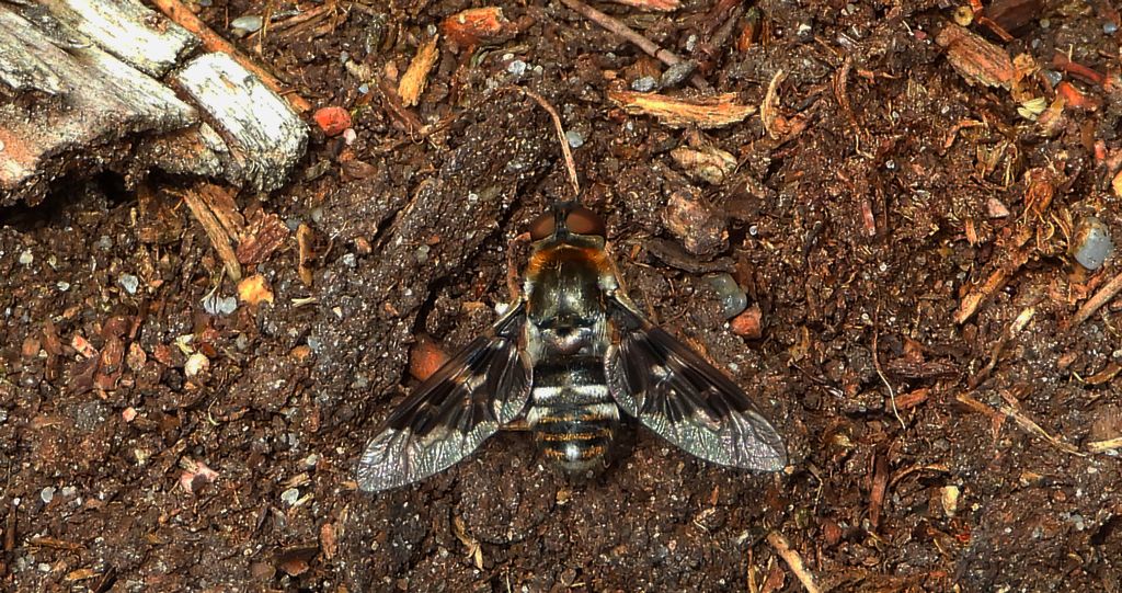 Czart wydmowiec (Thyridanthrax fenestratus)