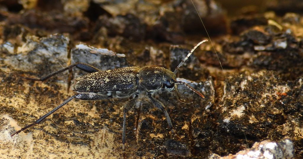 Drzeworadek topolowy (Xylotrechus rusticus)