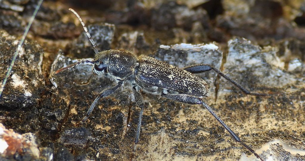 Drzeworadek topolowy (Xylotrechus rusticus)