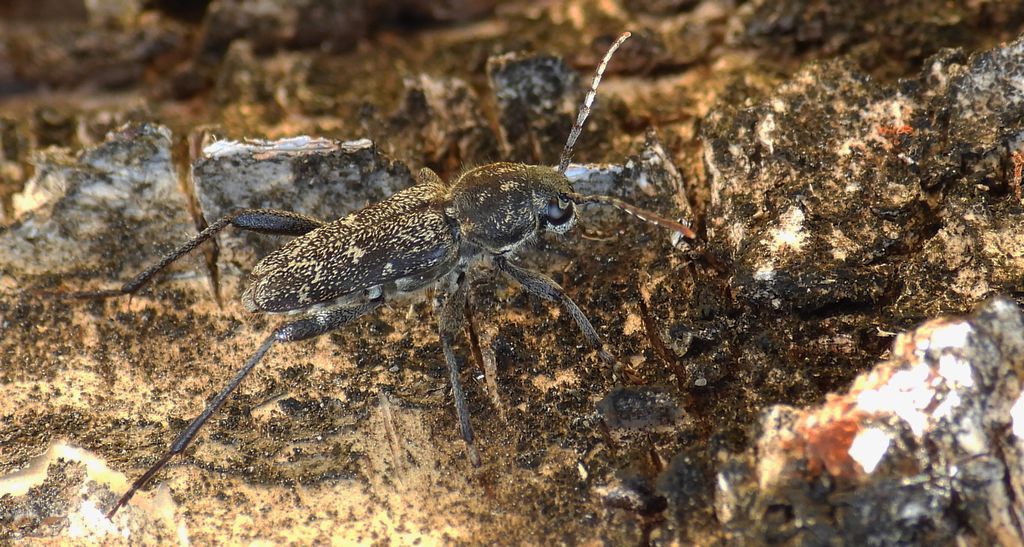 Drzeworadek topolowy (Xylotrechus rusticus)