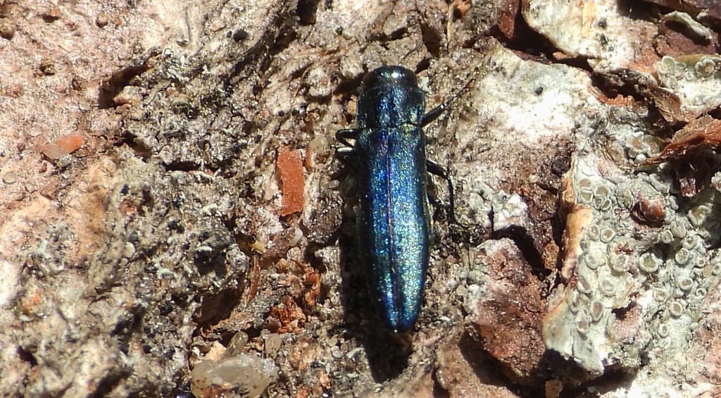 Opiętek gruborogi (Agrilus laticornis)