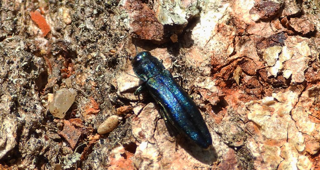 Opiętek gruborogi (Agrilus laticornis)