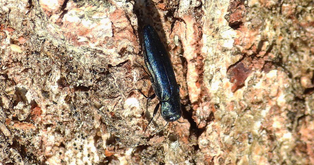 Opiętek gruborogi (Agrilus laticornis)