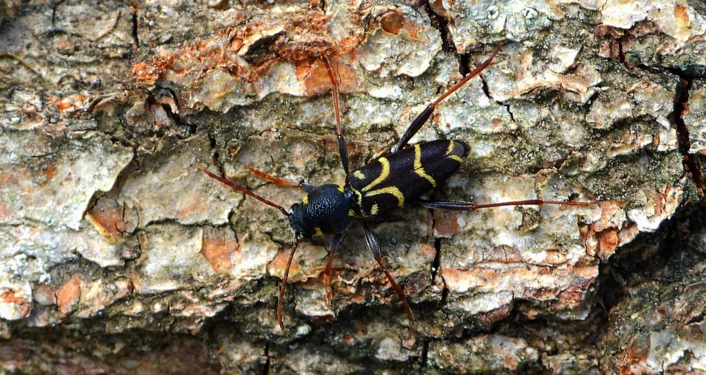 Drzeworadek dębowy (Xylotrechus antilope)