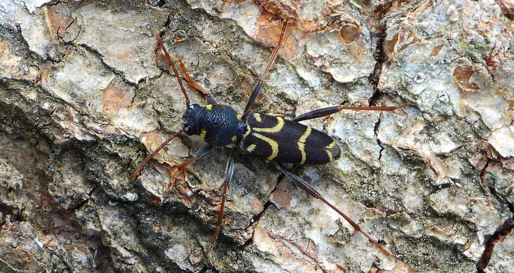 Drzeworadek dębowy (Xylotrechus antilope)
