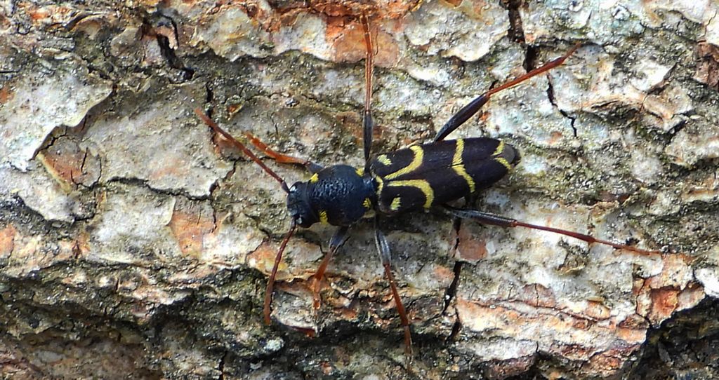Drzeworadek dębowy (Xylotrechus antilope)