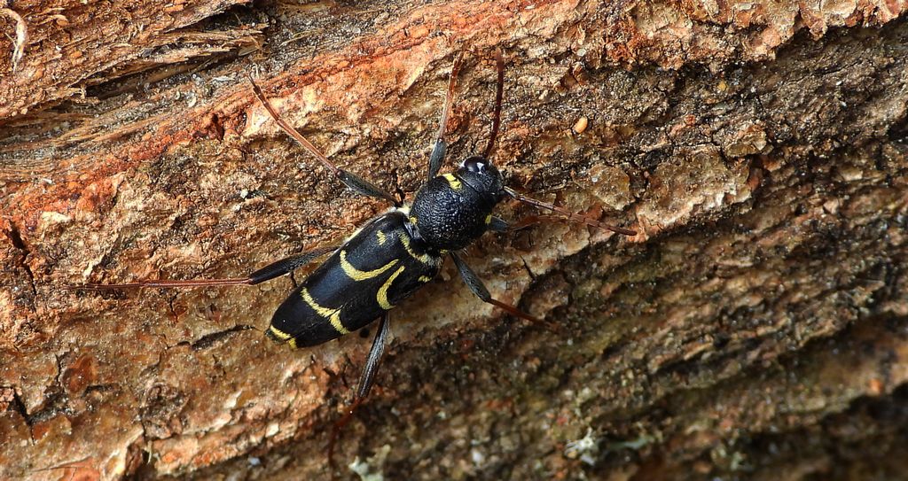 Drzeworadek dębowy (Xylotrechus antilope)