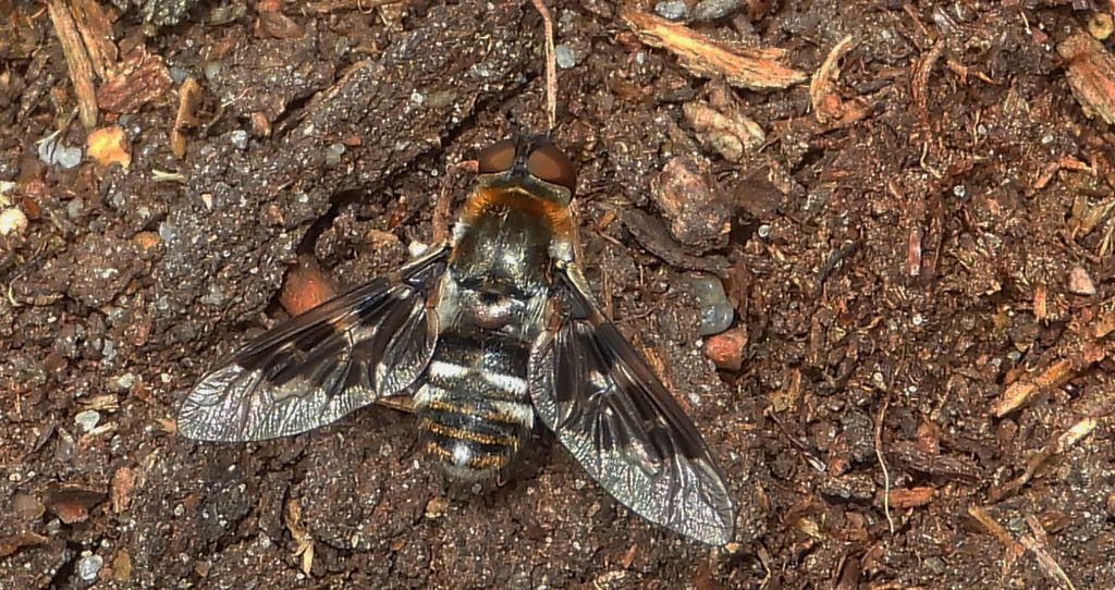 Czart wydmowiec (Thyridanthrax fenestratus)