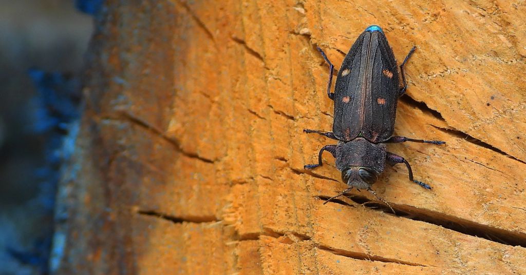 Zrąbień dębowiec (Chrysobothris affinis)