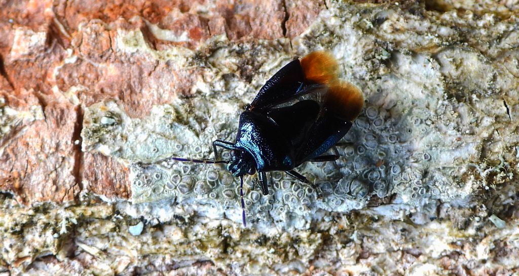 Porembica stalnica (Zicrona caerulea)