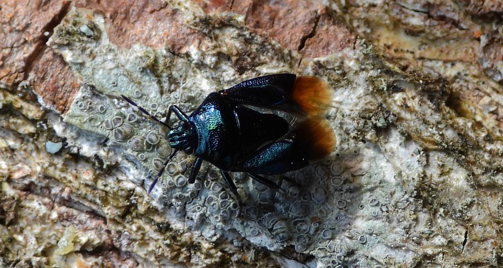 Porembica stalnica (Zicrona caerulea)