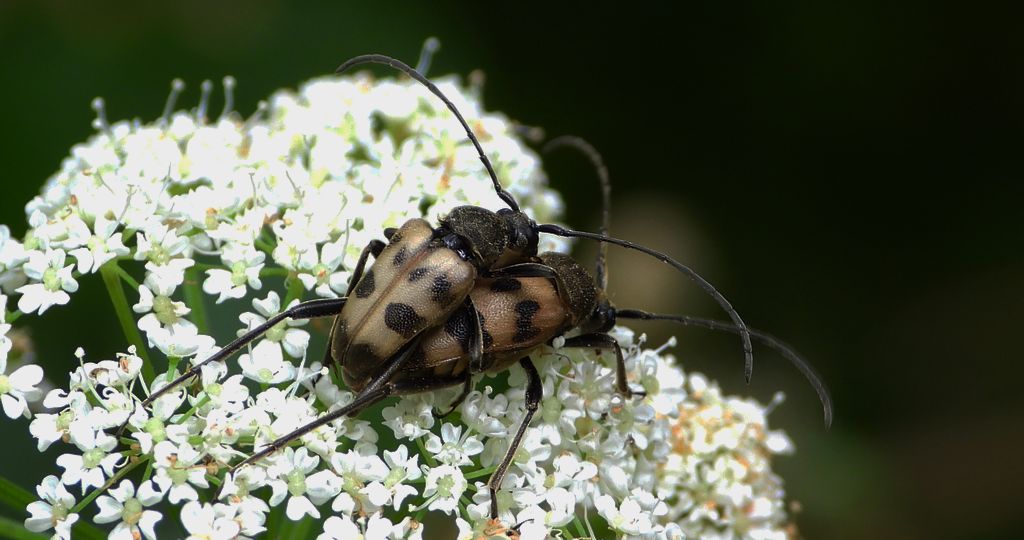 Krępień górski (Pachytodes cerambyciformis)