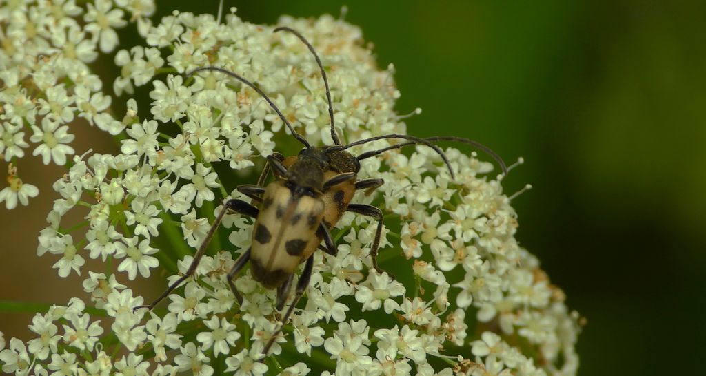 Krępień górski (Pachytodes cerambyciformis)