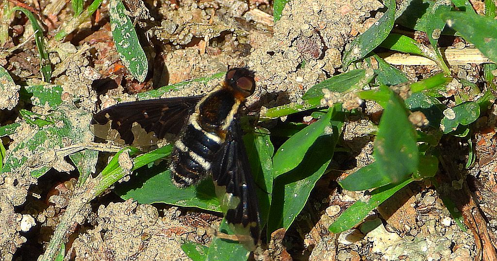 Żałobnica białopasa (Hemipenthes maurus)