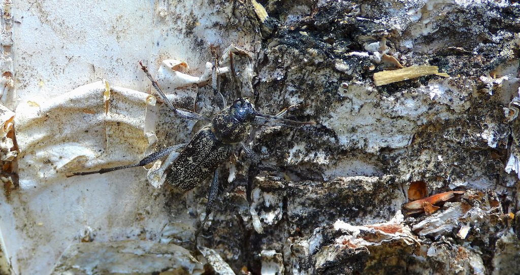 Drzeworadek topolowy (Xylotrechus rusticus)