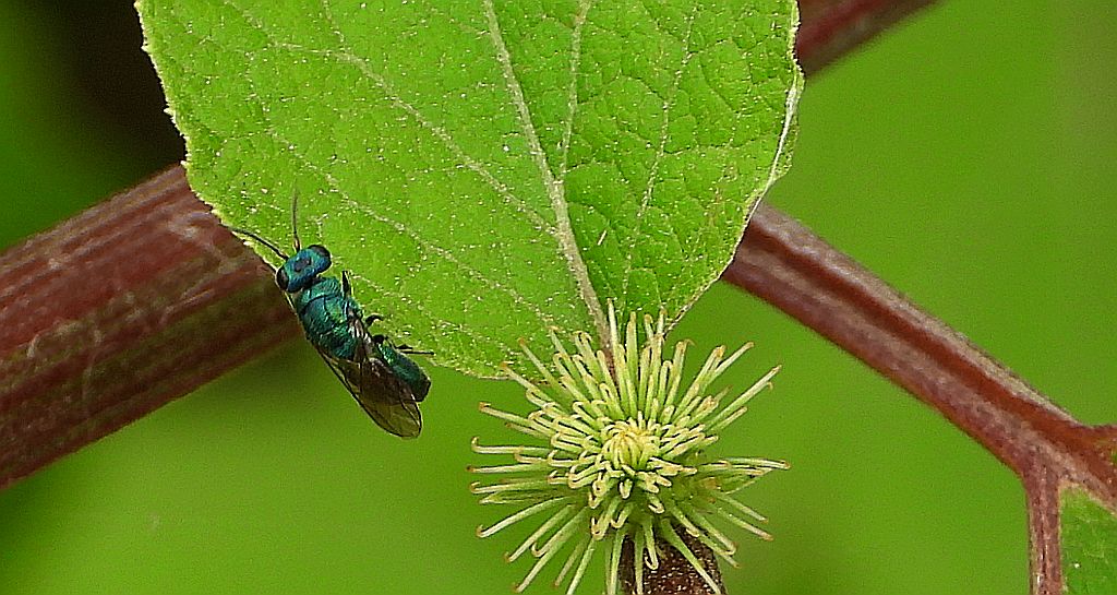 Złotolitka błękitna (Trichrysis cyanea)