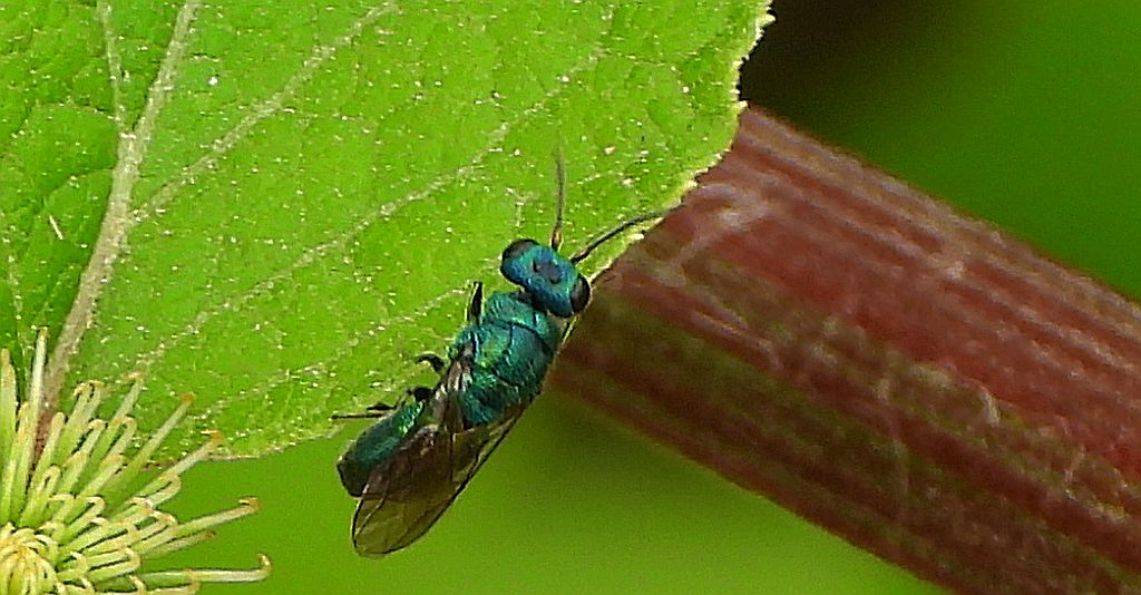 Złotolitka błękitna (Trichrysis cyanea)