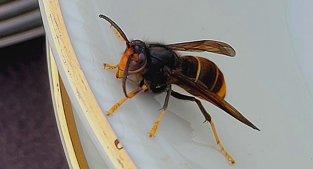 Szerszeń azjatycki (Vespa mandarinia)