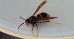 Szerszeń azjatycki (Vespa mandarinia)