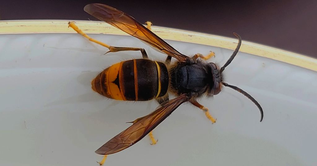 Szerszeń azjatycki (Vespa mandarinia)