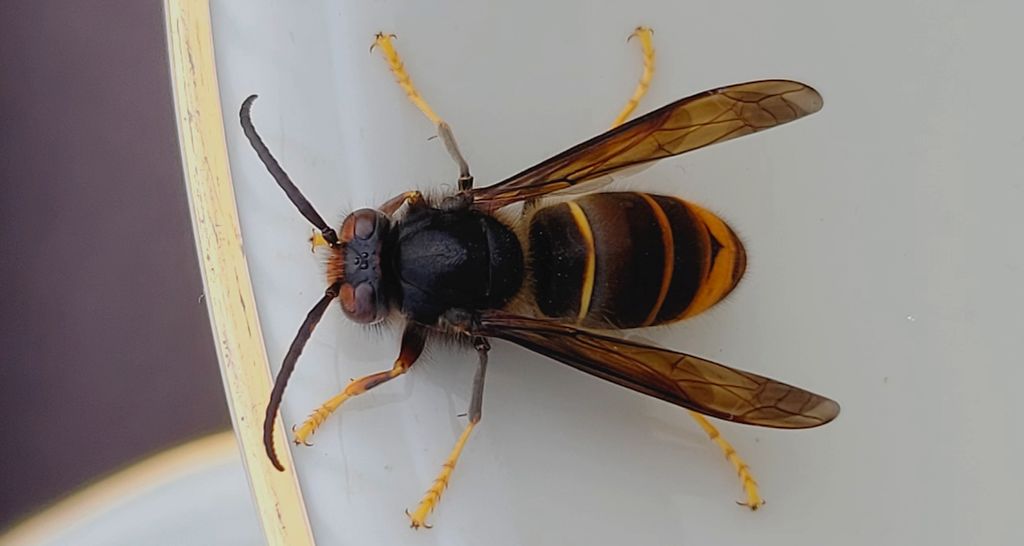 Szerszeń azjatycki (Vespa mandarinia)