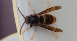 Szerszeń azjatycki (Vespa mandarinia)