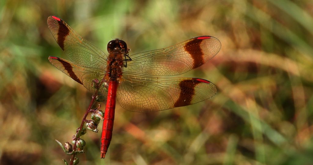 Szablak przepasany, szablak przewiązany, szablak górski (Sympetrum pedemontanum)