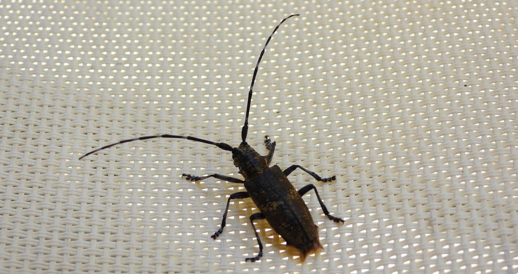 Żerdzianka sosnówka (Monochamus galloprovincialis)