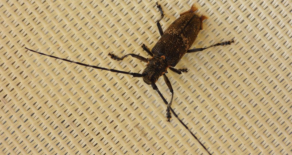 Żerdzianka sosnówka (Monochamus galloprovincialis)