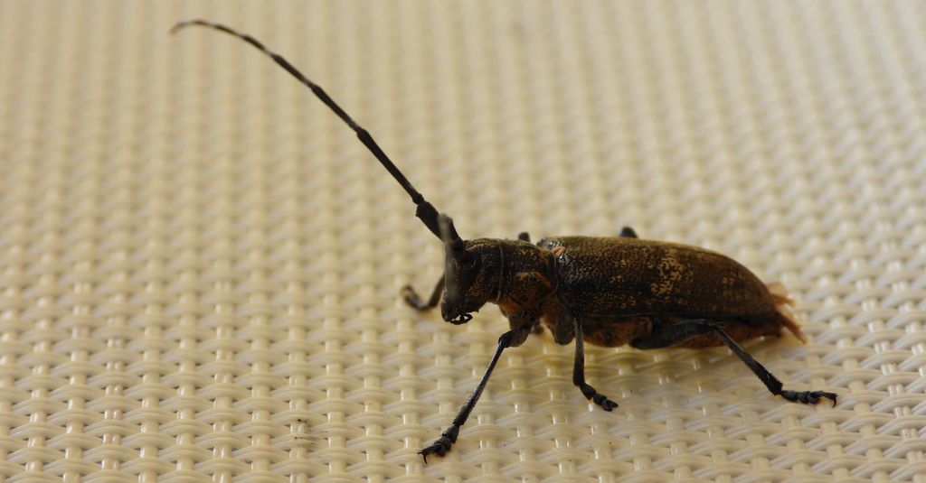 Żerdzianka sosnówka (Monochamus galloprovincialis)