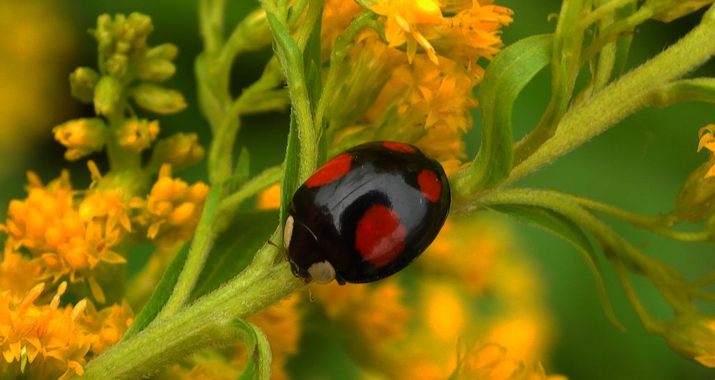 Biedronka azjatycka, arlekin (Harmonia axyridis)