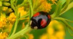 Biedronka azjatycka, arlekin (Harmonia axyridis)