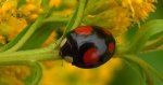 Biedronka azjatycka, arlekin (Harmonia axyridis)