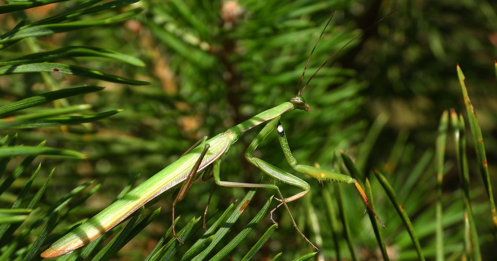 Modliszka zwyczajna, modliszka bigotek, wieszczka czczona (Mantis religiosa)
