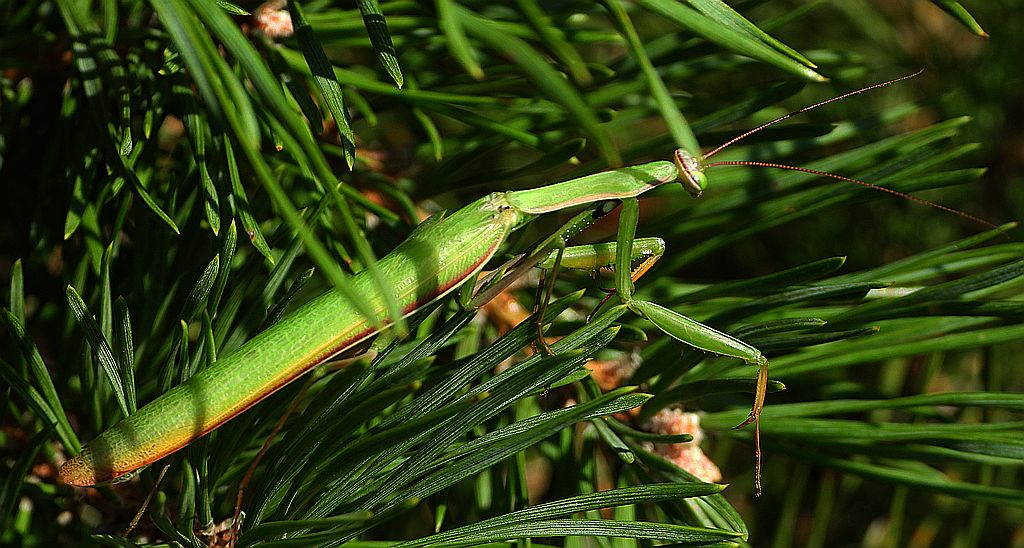 Modliszka zwyczajna, modliszka bigotek, wieszczka czczona (Mantis religiosa)