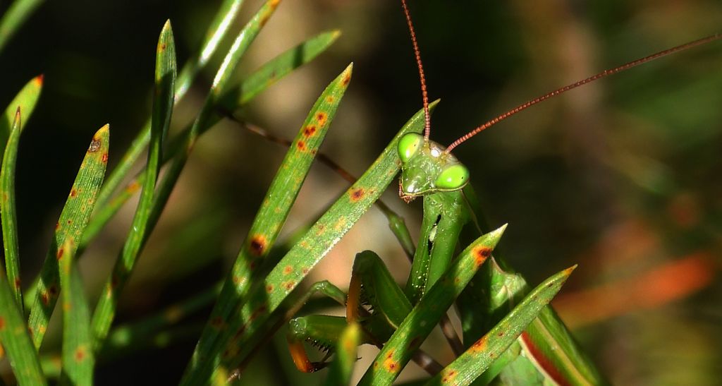 Modliszka zwyczajna, modliszka bigotek, wieszczka czczona (Mantis religiosa)