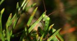 Modliszka zwyczajna, modliszka bigotek, wieszczka czczona (Mantis religiosa)