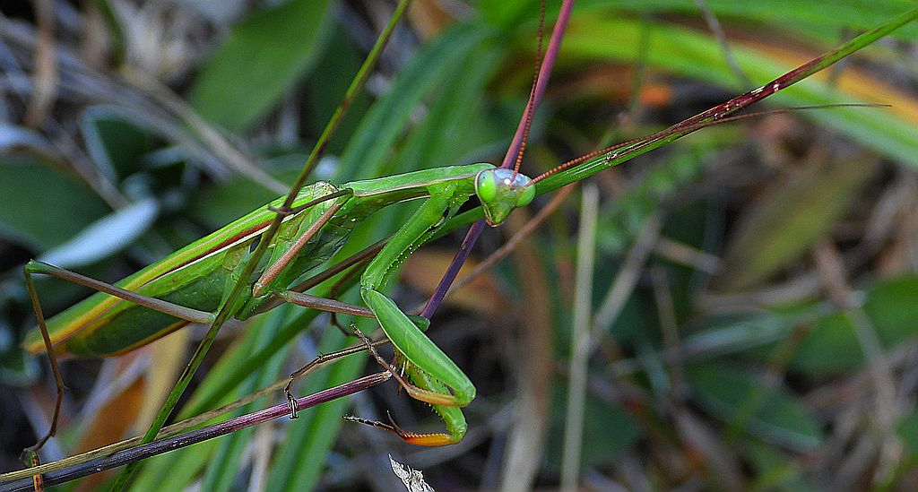 Modliszka zwyczajna, modliszka bigotek, wieszczka czczona (Mantis religiosa)