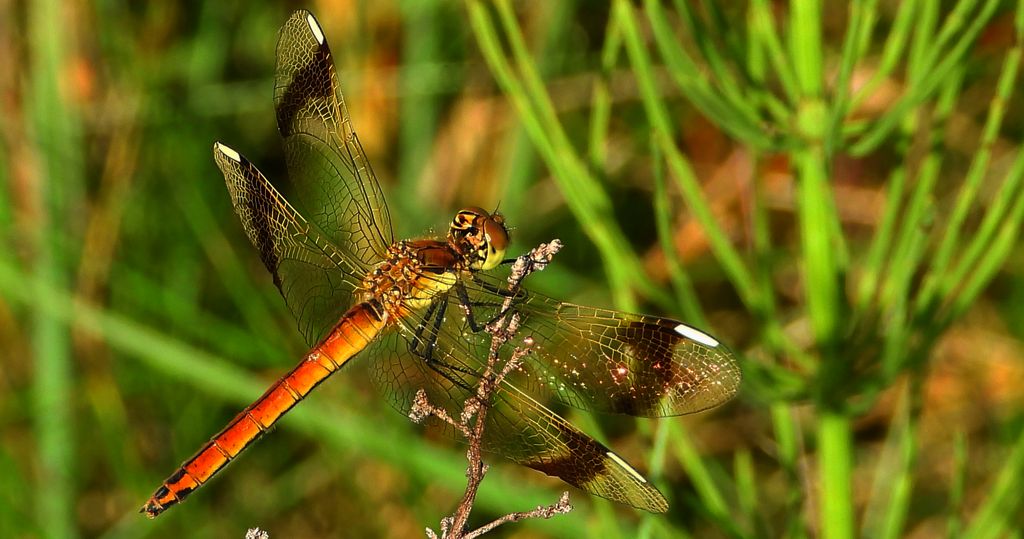 Szablak przepasany, szablak górski (Sympetrum pedemontanum)