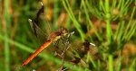Szablak przepasany, szablak górski (Sympetrum pedemontanum)