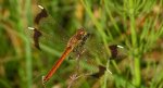 Szablak przepasany, szablak górski (Sympetrum pedemontanum)