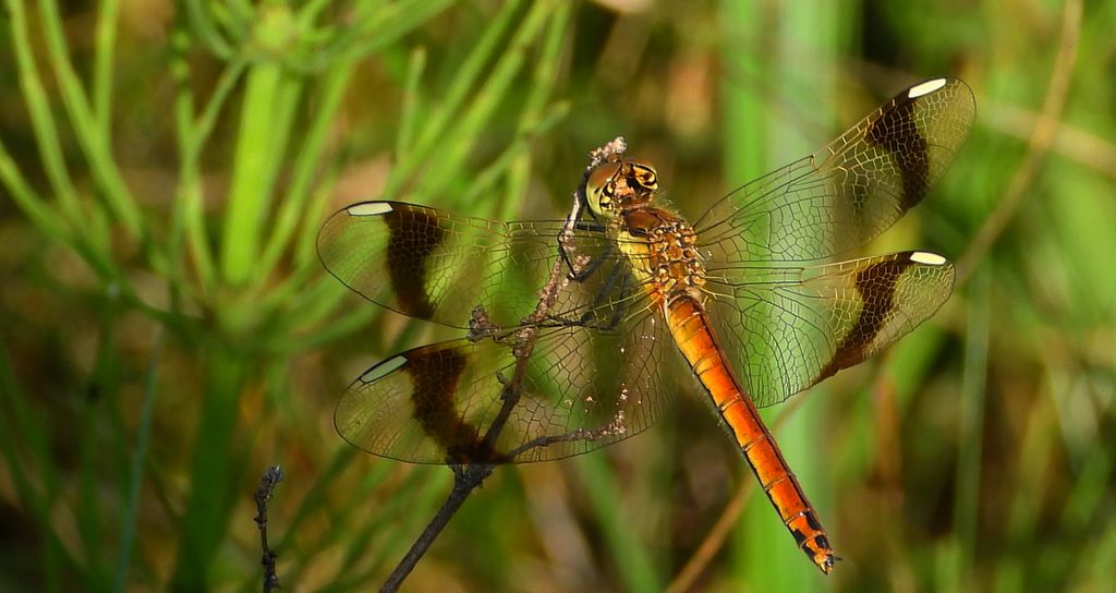 Szablak przepasany, szablak górski (Sympetrum pedemontanum)