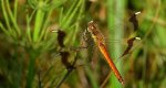 Szablak przepasany, szablak górski (Sympetrum pedemontanum)