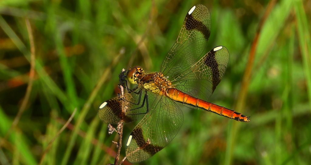 Szablak przepasany, szablak górski (Sympetrum pedemontanum)
