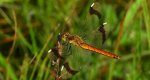 Szablak przepasany, szablak górski (Sympetrum pedemontanum)