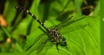 Smaglec ogonokleszcz (Onychogomphus forcipatus)