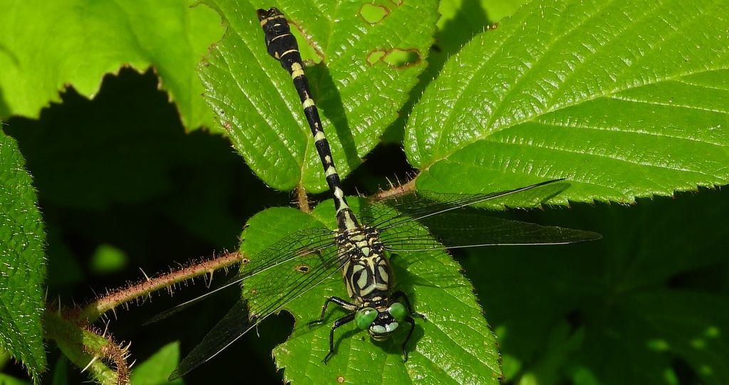 Smaglec ogonokleszcz (Onychogomphus forcipatus)